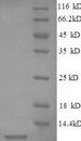 SFTPC / Surfactant Protein C Protein - (Tris-Glycine gel) Discontinuous SDS-PAGE (reduced) with 5% enrichment gel and 15% separation gel.