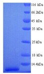 SFTPC / Surfactant Protein C Protein