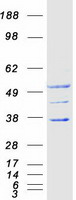 SFXN2 Protein - Purified recombinant protein SFXN2 was analyzed by SDS-PAGE gel and Coomassie Blue Staining