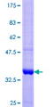 SGCA / DAG2 Protein - 12.5% SDS-PAGE Stained with Coomassie Blue.