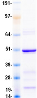 SGCA / DAG2 Protein - Purified recombinant protein SGCA was analyzed by SDS-PAGE gel and Coomassie Blue Staining