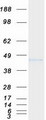 SGCB / SGC / Sarcoglycan Beta Protein - Purified recombinant protein SGCB was analyzed by SDS-PAGE gel and Coomassie Blue Staining