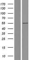 SGK1 / SGK Protein - Western validation with an anti-DDK antibody * L: Control HEK293 lysate R: Over-expression lysate