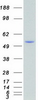 SGK1 / SGK Protein - Purified recombinant protein SGK1 was analyzed by SDS-PAGE gel and Coomassie Blue Staining