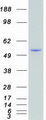 SGK1 / SGK Protein - Purified recombinant protein SGK1 was analyzed by SDS-PAGE gel and Coomassie Blue Staining