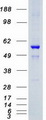 SGK3 Protein - Purified recombinant protein SGK3 was analyzed by SDS-PAGE gel and Coomassie Blue Staining