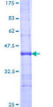 SGPL1 Protein - 12.5% SDS-PAGE Stained with Coomassie Blue.