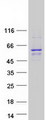 SGPL1 Protein - Purified recombinant protein SGPL1 was analyzed by SDS-PAGE gel and Coomassie Blue Staining