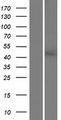 SGPP2 Protein - Western validation with an anti-DDK antibody * L: Control HEK293 lysate R: Over-expression lysate
