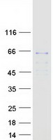 SGSH Protein - Purified recombinant protein SGSH was analyzed by SDS-PAGE gel and Coomassie Blue Staining