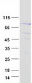SGSM3 Protein - Purified recombinant protein SGSM3 was analyzed by SDS-PAGE gel and Coomassie Blue Staining