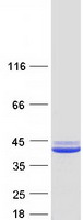 SGTA / SGT Protein - Purified recombinant protein SGTA was analyzed by SDS-PAGE gel and Coomassie Blue Staining