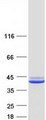 SGTA / SGT Protein - Purified recombinant protein SGTA was analyzed by SDS-PAGE gel and Coomassie Blue Staining