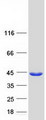 SGTB Protein - Purified recombinant protein SGTB was analyzed by SDS-PAGE gel and Coomassie Blue Staining