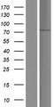 SH2B1 Protein - Western validation with an anti-DDK antibody * L: Control HEK293 lysate R: Over-expression lysate