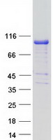 SH2B1 Protein - Purified recombinant protein SH2B1 was analyzed by SDS-PAGE gel and Coomassie Blue Staining