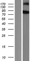 SH2B2 / APS Protein - Western validation with an anti-DDK antibody * L: Control HEK293 lysate R: Over-expression lysate
