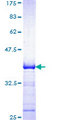 SH2B2 / APS Protein - 12.5% SDS-PAGE Stained with Coomassie Blue.