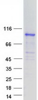 SH2B2 / APS Protein - Purified recombinant protein SH2B2 was analyzed by SDS-PAGE gel and Coomassie Blue Staining