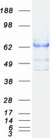 SH2B3 / LNK Protein - Purified recombinant protein SH2B3 was analyzed by SDS-PAGE gel and Coomassie Blue Staining