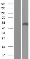 SH2D2A Protein - Western validation with an anti-DDK antibody * L: Control HEK293 lysate R: Over-expression lysate