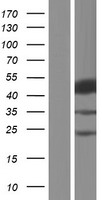 SH2D2A Protein - Western validation with an anti-DDK antibody * L: Control HEK293 lysate R: Over-expression lysate