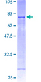 SH2D2A Protein - 12.5% SDS-PAGE of human SH2D2A stained with Coomassie Blue