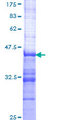 SH2D3A / NSP1 Protein - 12.5% SDS-PAGE Stained with Coomassie Blue.