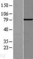 SH2D3C / NSP3 Protein - Western validation with an anti-DDK antibody * L: Control HEK293 lysate R: Over-expression lysate