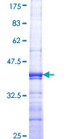 SH2D3C / NSP3 Protein - 12.5% SDS-PAGE Stained with Coomassie Blue.