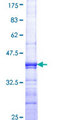 SH2D3C / NSP3 Protein - 12.5% SDS-PAGE Stained with Coomassie Blue.
