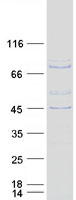 SH2D3C / NSP3 Protein - Purified recombinant protein SH2D3C was analyzed by SDS-PAGE gel and Coomassie Blue Staining