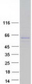 SH2D7 Protein - Purified recombinant protein SH2D7 was analyzed by SDS-PAGE gel and Coomassie Blue Staining
