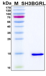 SH3BGRL Protein - SDS-PAGE under reducing conditions and visualized by Coomassie blue staining