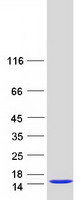 SH3BGRL Protein - Purified recombinant protein SH3BGRL was analyzed by SDS-PAGE gel and Coomassie Blue Staining