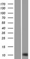SH3BGRL2 Protein - Western validation with an anti-DDK antibody * L: Control HEK293 lysate R: Over-expression lysate