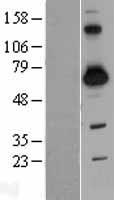 SH3BP2 Protein - Western validation with an anti-DDK antibody * L: Control HEK293 lysate R: Over-expression lysate