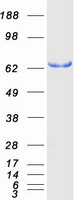 SH3BP2 Protein - Purified recombinant protein SH3BP2 was analyzed by SDS-PAGE gel and Coomassie Blue Staining
