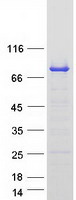 SH3BP2 Protein - Purified recombinant protein SH3BP2 was analyzed by SDS-PAGE gel and Coomassie Blue Staining