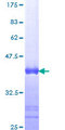 SH3BP4 Protein - 12.5% SDS-PAGE Stained with Coomassie Blue.