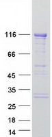 SH3BP4 Protein - Purified recombinant protein SH3BP4 was analyzed by SDS-PAGE gel and Coomassie Blue Staining