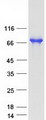 SH3BP5 / SAB Protein - Purified recombinant protein SH3BP5 was analyzed by SDS-PAGE gel and Coomassie Blue Staining