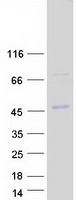 SH3BP5 / SAB Protein - Purified recombinant protein SH3BP5 was analyzed by SDS-PAGE gel and Coomassie Blue Staining