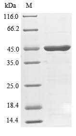 SH3GL1 / EEN Protein - (Tris-Glycine gel) Discontinuous SDS-PAGE (reduced) with 5% enrichment gel and 15% separation gel.
