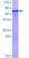SH3GL1 / EEN Protein - 12.5% SDS-PAGE of human SH3GL1 stained with Coomassie Blue