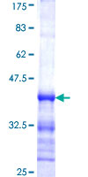SH3GL1 / EEN Protein - 12.5% SDS-PAGE Stained with Coomassie Blue.