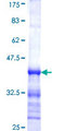 SH3GL1 / EEN Protein - 12.5% SDS-PAGE Stained with Coomassie Blue.