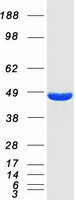 SH3GL1 / EEN Protein - Purified recombinant protein SH3GL1 was analyzed by SDS-PAGE gel and Coomassie Blue Staining