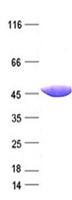 SH3GL2 Protein