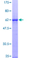 SH3GL2 Protein - 12.5% SDS-PAGE of human SH3GL2 stained with Coomassie Blue